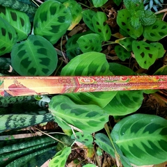 Incenso Olíbano - Bic Brand - loja online