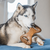 Imagem do Benebone Dental Chew Medium Peanut Amendoim