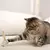 Brinquedos de Fibra Natural para Gatos - Conjunto Ratinho e Bolinha - Mimo - comprar online