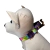 Coleira Premium - Primavera - Cindy - comprar online