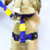 Peitoral H com Guia - Inverno - Cindy - Joca Petshop