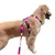 Peitoral H com Guia - Roxo - Cindy - Joca Petshop