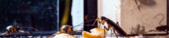 Banner da categoria PRAGAS URBANAS