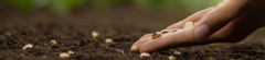 Banner da categoria SEMENTES