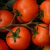 Tomate Híbrido Coronel 1.000 sementes - Seminis - comprar online