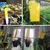Imagem do Adesivo de controle de captura de insetos voadores amarelo, dupla face para estu