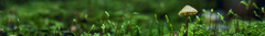Banner de la categoría Microdosis