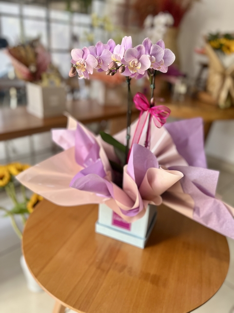 Mini Orquídea na Caixa - comprar online