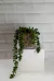 Planta Artificial con Maceta de Vidrio