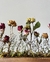 Minijardineira - Rosas na internet