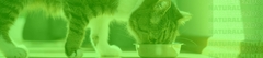 Banner da categoria Alimento Funcional Recovery