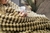Cobertor Ultrasoft Fluffy Queen Gold - comprar online