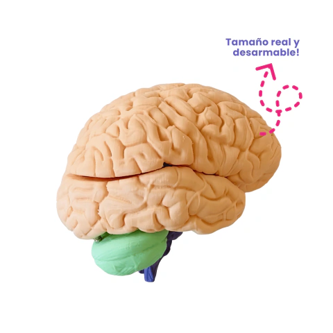 CEREBRO - tamaño real
