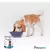 Alimento Húmedo Perros Adultos High Performance - Pack x12 Latas Mister Pet 340gr en internet