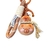 Llavero Animado Carpincho Capibara - comprar online