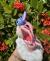 Action figure Angel e Stitch na internet