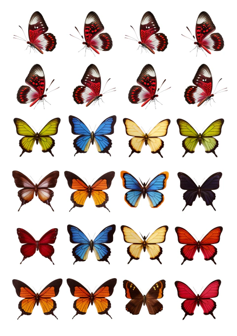 DECALQUE HIDRO TRANSFER - BORBOLETAS - COD1061