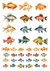 DECALQUE HIDRO TRANSFER - PEIXES - COD1154