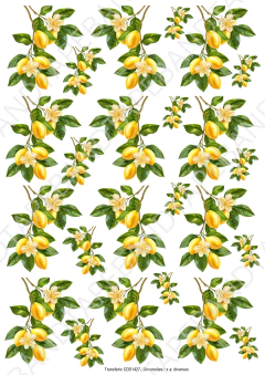 DECALQUE HIDRO TRANSFER - LIMÃO S - COD1427 - comprar online