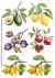 DECALQUE HIDRO TRANSFER - FRUTAS - COD2105