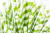Canudos de Papel Branco com Listras Verde - 01 Und
