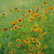 Coreopsis tinctoria (coreopsis anual)