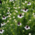 Nigella papillosa "African Bride" - 20 SEMILLAS