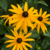 Rudbeckia fulgida (Susana de ojos negros)