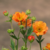 Geum chiloense (geum) - flor anaranjada - 20 SEMILLAS - comprar online