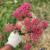 Achillea millefolium "Paprika" (achilea paprika)