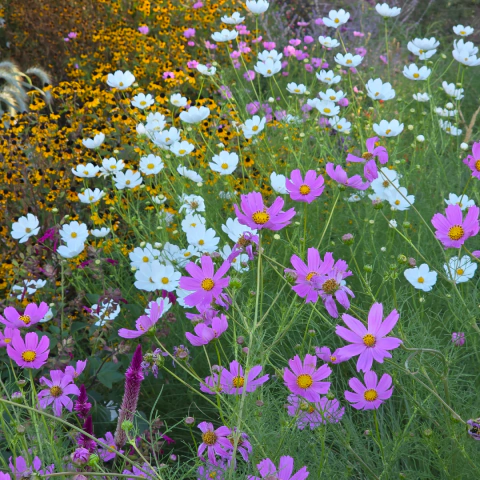 Cosmos bipinnatus (cosmos anual) - flor rosa y blanca mix - 20 SEMILLAS