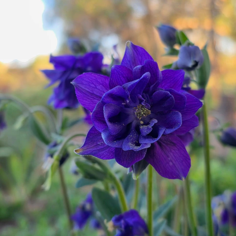 Aquilegia vulgaris (aquilegia)