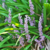 Liriope muscari (liriope)