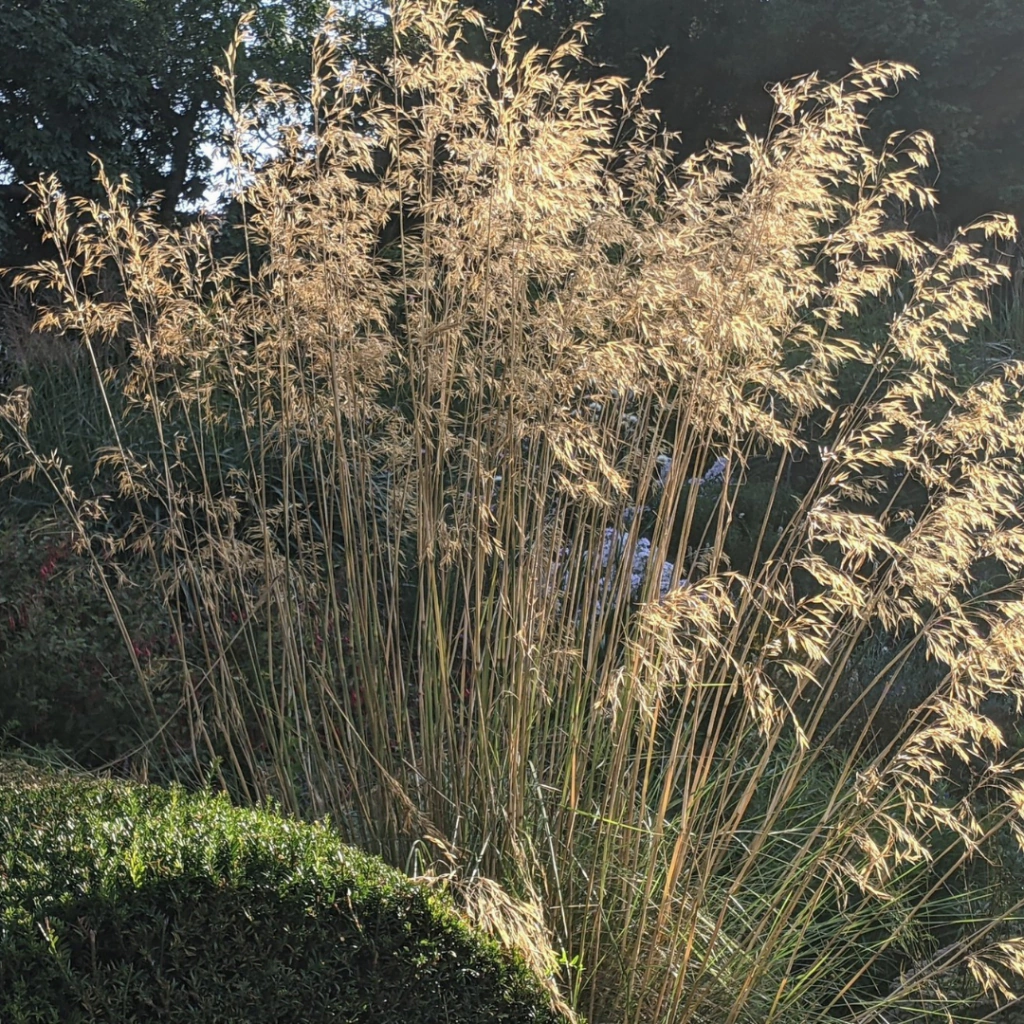 Stipa gigantea