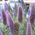 Echium fastuosum - 20 SEMILLAS