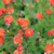 Geum chiloense (geum) - flor roja - 20 SEMILLAS