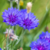 Centaurea cyanus (centaurea anual)