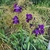 Iris germanica Crimson King (Lirio)