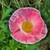 Papaver rhoeas (amapola mix de colores) - 40 SEMILLAS - comprar online