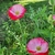 Imagen de Papaver rhoeas (amapola mix de colores) - 40 SEMILLAS