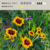 Coreopsis tinctoria (coreopsis anual) - comprar online