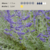 Perovskia atriplicifolia "Blue Spires" (salvia rusa) - comprar online