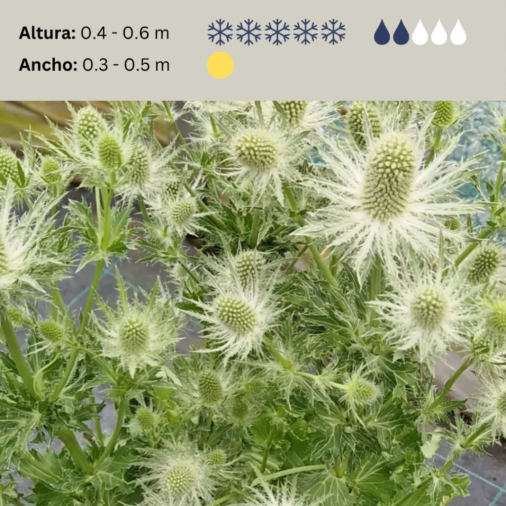 Eryngium planum "White Gliter", imagen 2