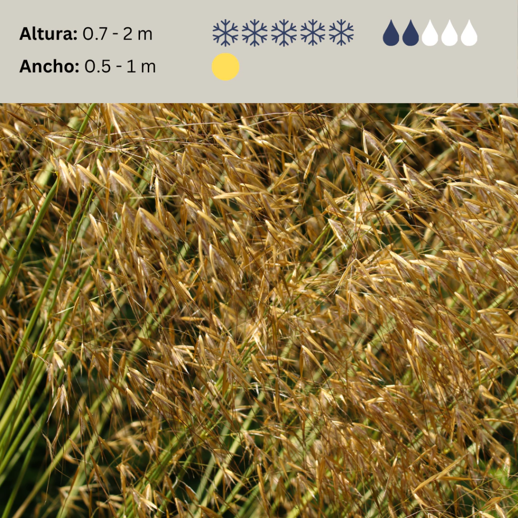 Stipa gigantea, imagen 2