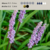 Liriope muscari (liriope) - comprar online