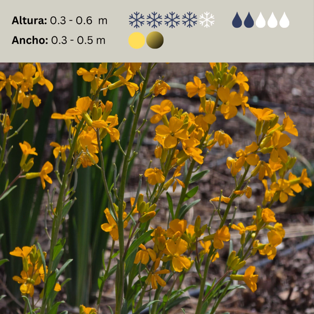 Erysimum x chairi (alelí amarillo), imagen 2