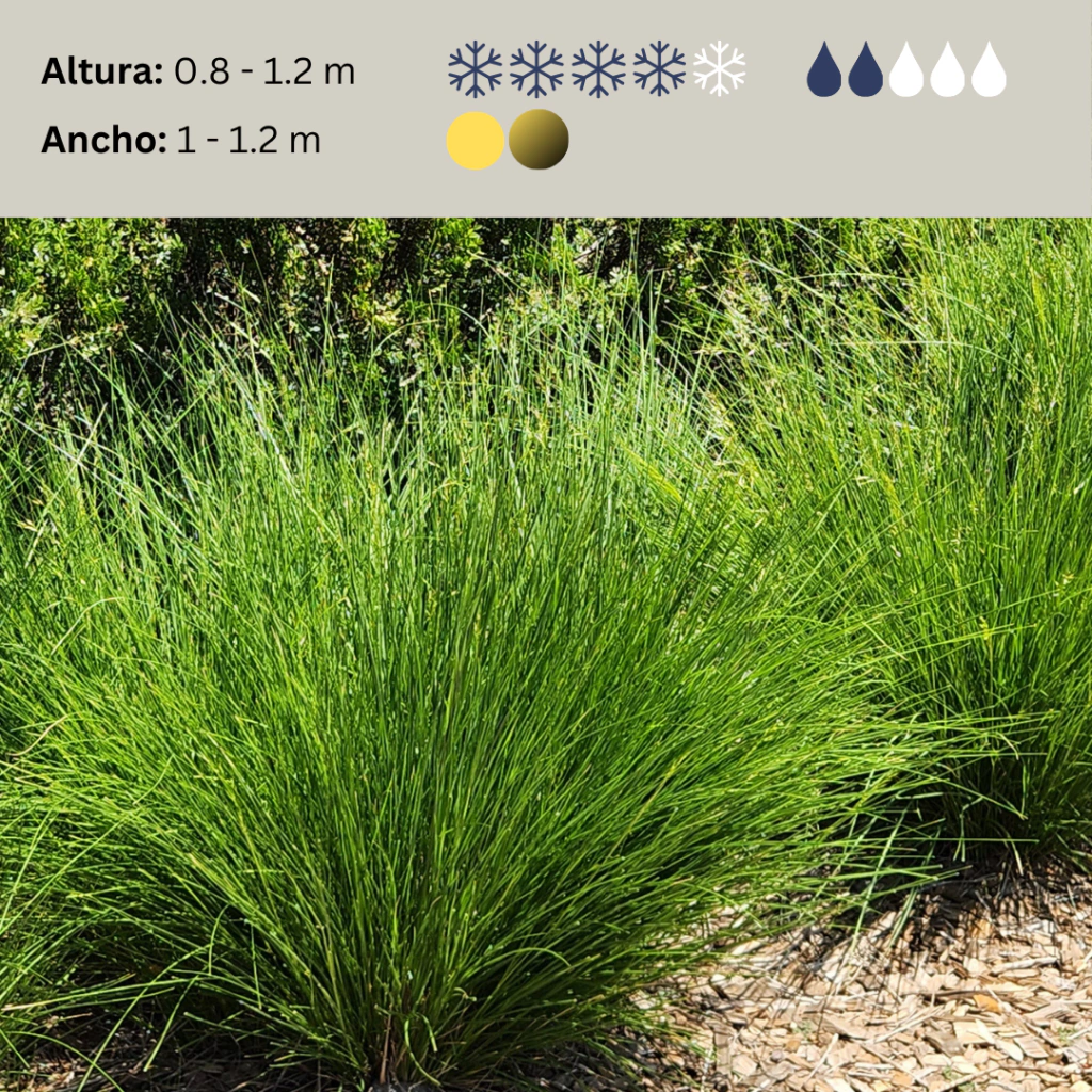 Stipa caudata, imagen 2