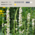 Verbascum chaixxi "Wedding Candle" - comprar online