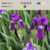 Iris germanica Crimson King (Lirio) - RIZOMA - comprar online