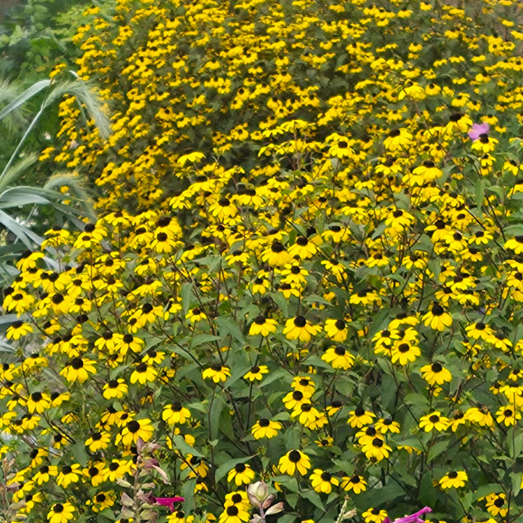 Rudbeckia triloba (susana de ojos negros) - 40 semillas
